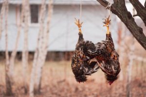 Chicken hanging from a rope off a tree branch by their feet.